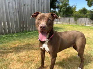picture of the dog needing adoption