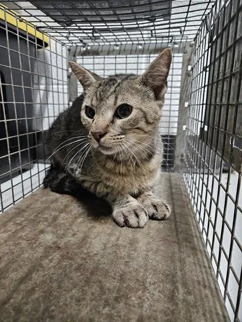 Unknown - Domestic Short Hair