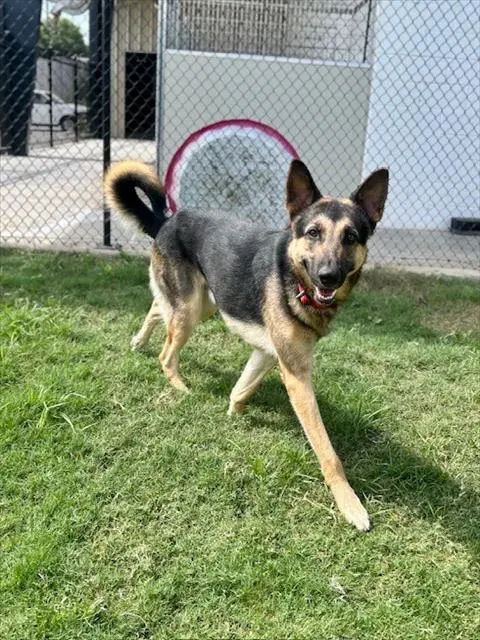 Unknown - German Shepherd Dog