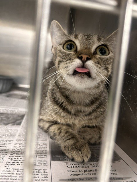 A080528 - Domestic Short Hair available for adoption