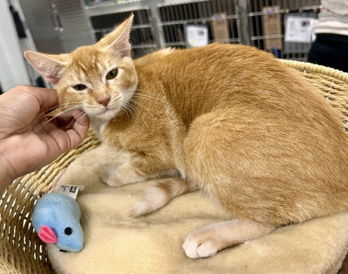 GINGER, a cat for adoption from City of Temple,TX.Animal Shelter
