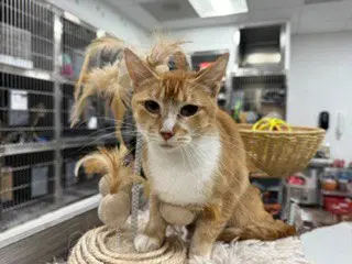 Unknown - Domestic Short Hair