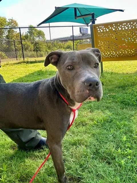 Gypsy - Pit Bull Terrier