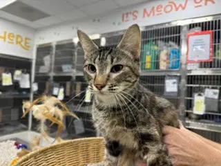 Hodini - Domestic Short Hair