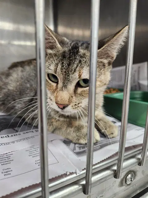 Unknown - Domestic Short Hair