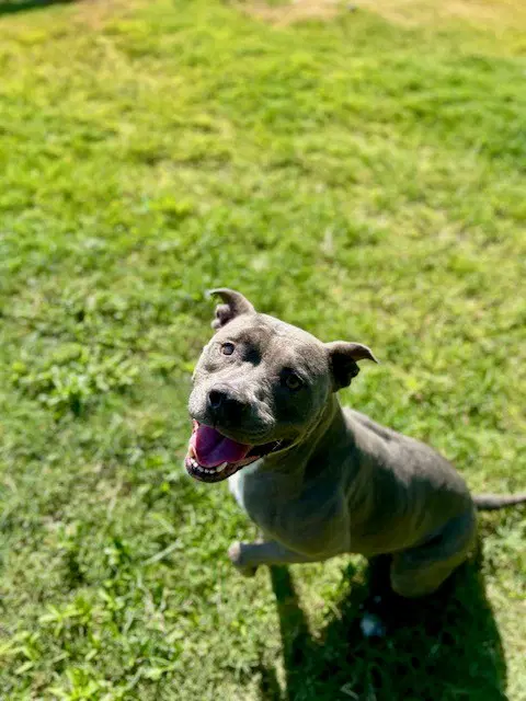 Thunder - Pit Bull Terrier