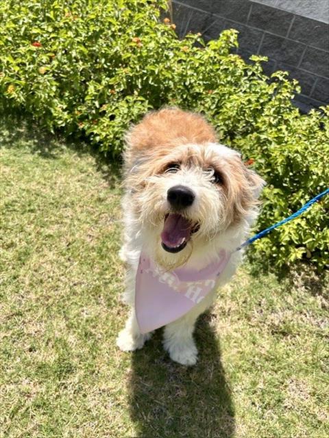 picture of the dog needing adoption