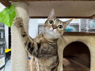 picture of the cat needing adoption