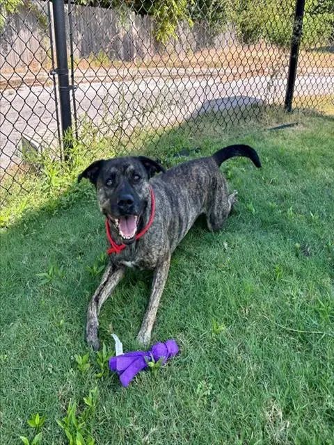 Unknown - Pit Bull Terrier