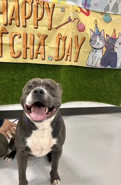Unknown - Staffordshire Bull Terrier
