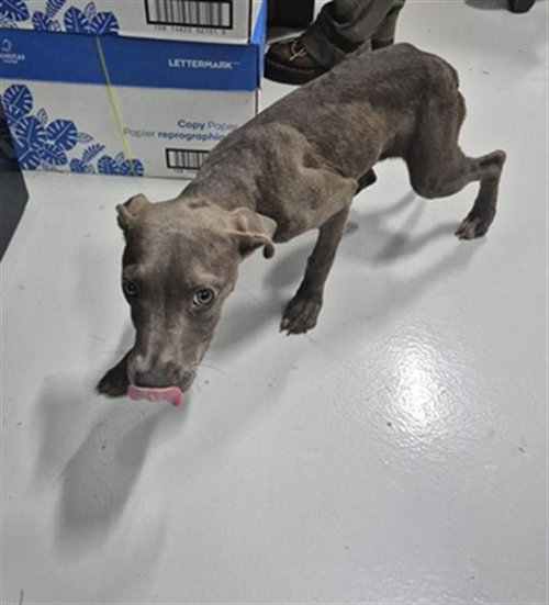 picture of the dog needing adoption