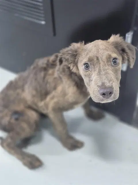 Unknown - Pit Bull Terrier