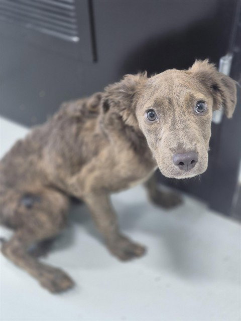 picture of the dog needing adoption
