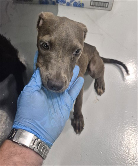 picture of the dog needing adoption