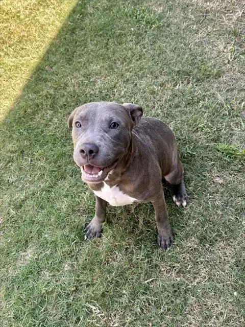 Unknown - Pit Bull Terrier
