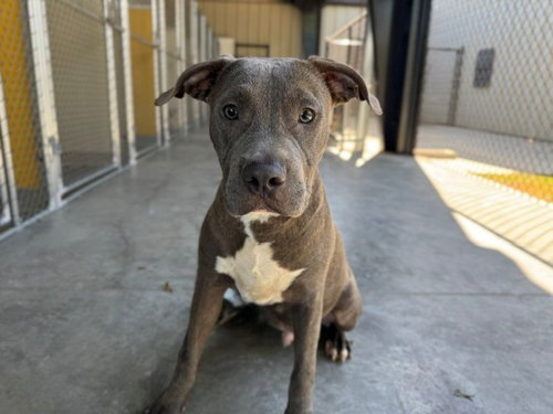 CHICKEN, a dog for adoption from City of Temple,TX.Animal Shelter