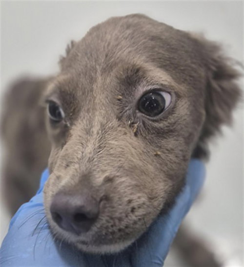 picture of the dog needing adoption