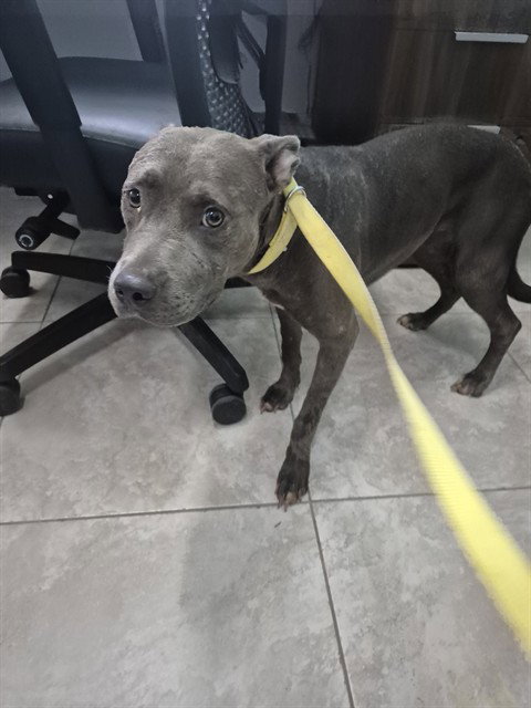 picture of the dog needing adoption