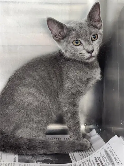 Unknown - Domestic Short Hair