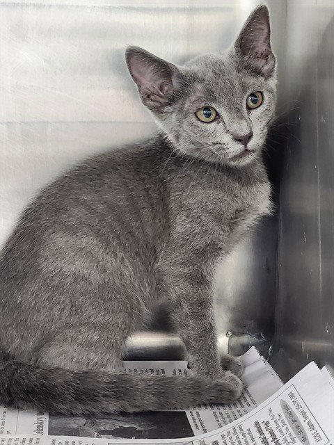 picture of the cat needing adoption