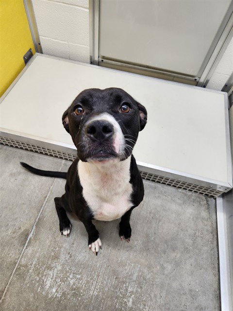 picture of the dog needing adoption