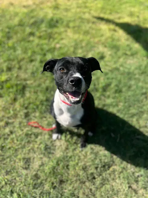 Little Bitty - Pit Bull Terrier