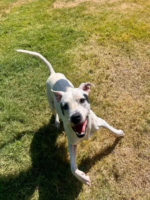 Ozzy - Pit Bull Terrier