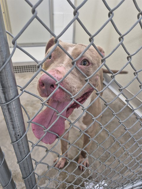 picture of the dog needing adoption