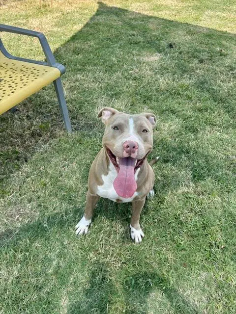 Unknown - Pit Bull Terrier