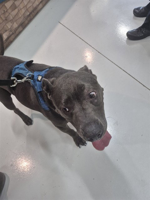 picture of the dog needing adoption