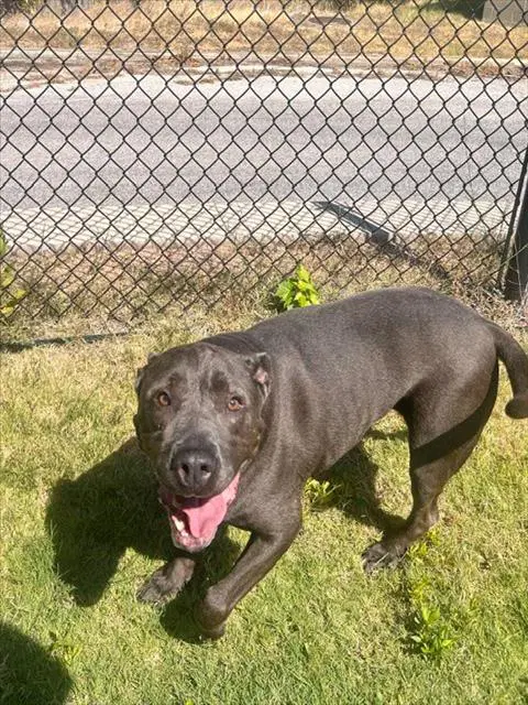 Bullet - Pit Bull Terrier