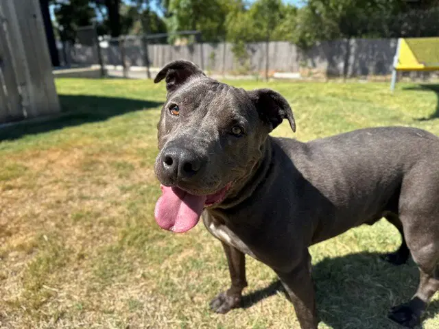 Bullet - Pit Bull Terrier