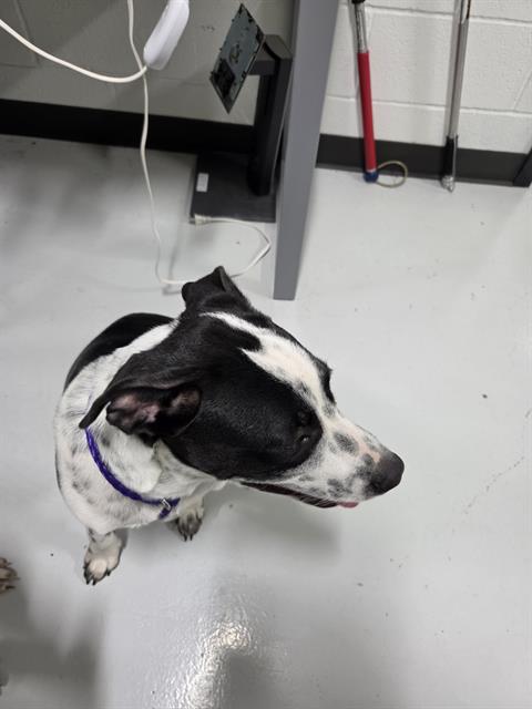picture of the dog needing adoption
