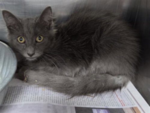 picture of the cat needing adoption