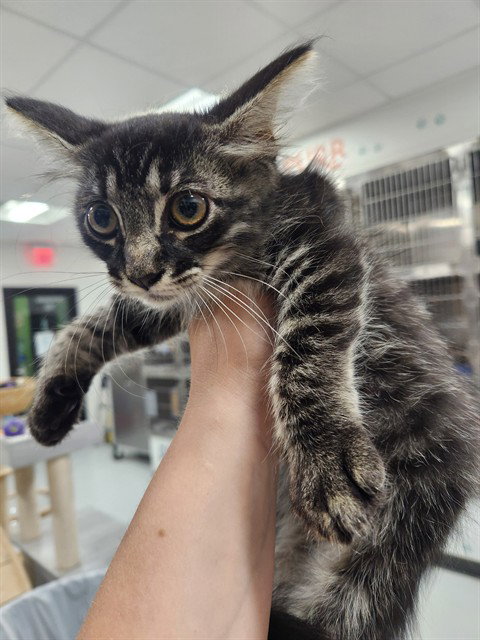 picture of the cat needing adoption