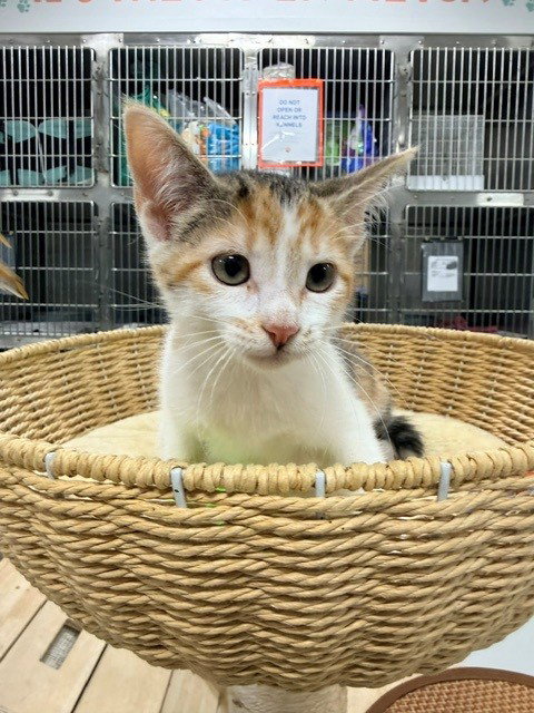 picture of the cat needing adoption