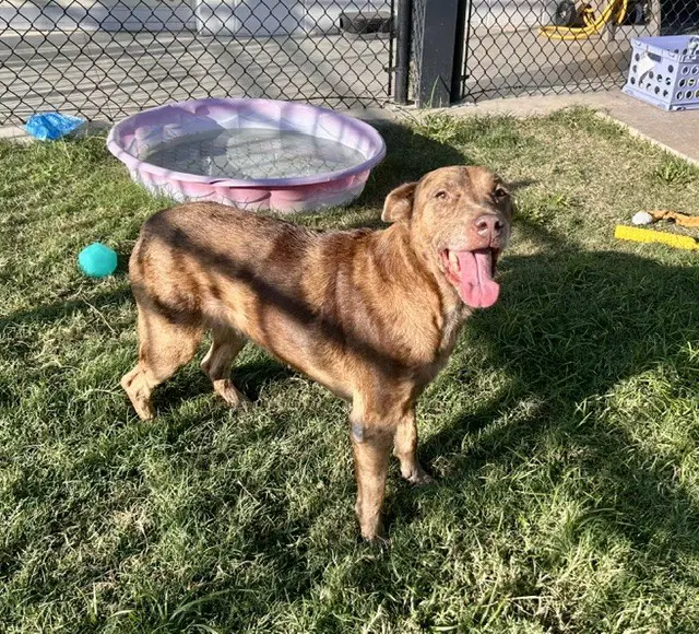 Lovey - Catahoula Leopard Dog
