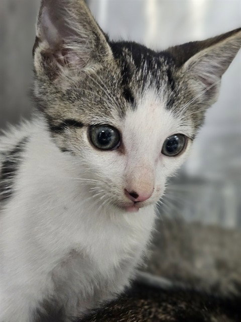 picture of the cat needing adoption