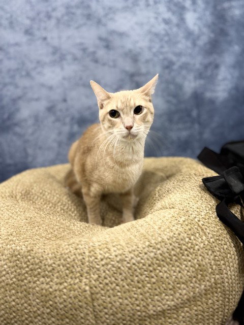 ABUABU, a cat for adoption from City of Temple,TX.Animal Shelter