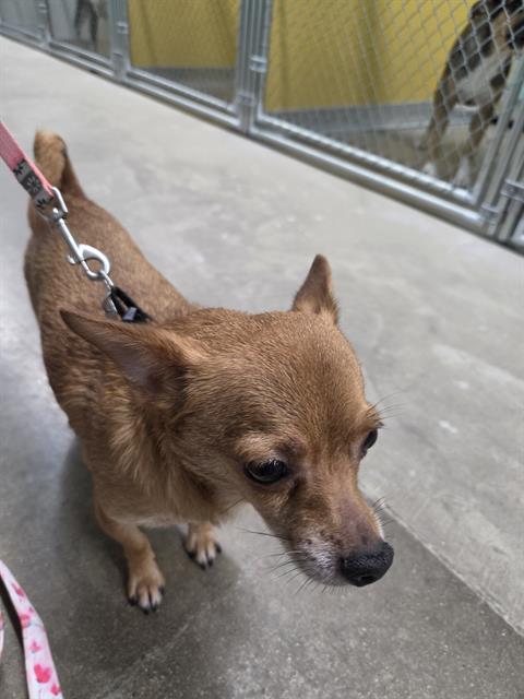 picture of the dog needing adoption