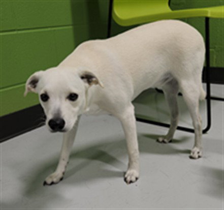 picture of the dog needing adoption