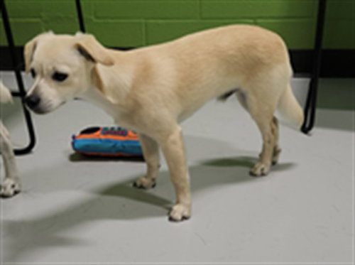 picture of the dog needing adoption
