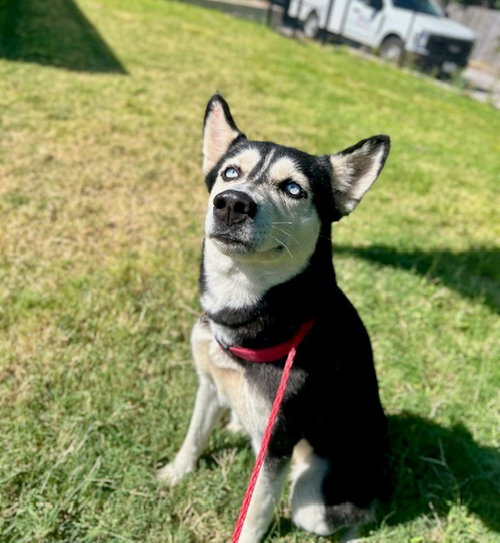 picture of the dog needing adoption