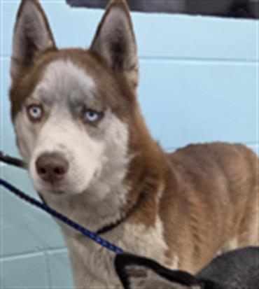 picture of the dog needing adoption