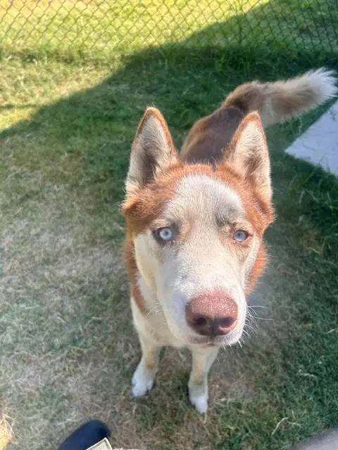 Unknown - Siberian Husky