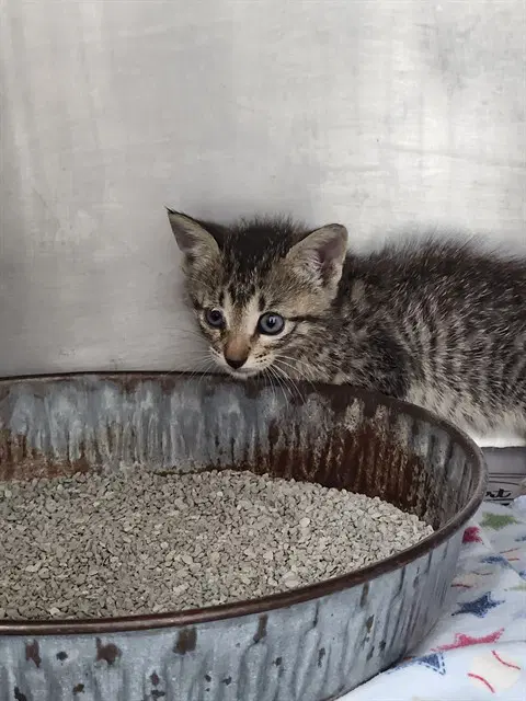 Unknown - Domestic Short Hair