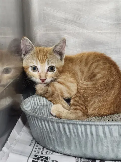 Unknown - Domestic Short Hair
