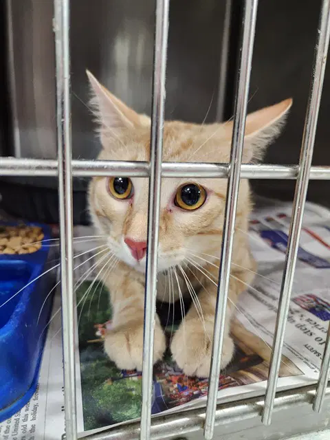Oscar - Domestic Short Hair