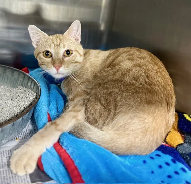 Oscar - Domestic Short Hair