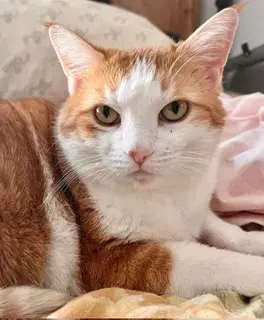 Ginger Jr Gj - Domestic Short Hair